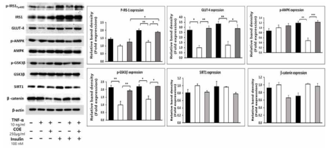 Effect of COE on protein expression of p-IRS1 (Tyr632), GLUT-4, p-AMPK, p-GSK3β, SIRT1, and β-catenin in TNF-α-induced insulin resistance model