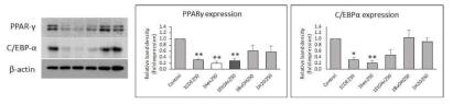 Effect of 1COE on protein expression of PPARγ and C/EBPα in 3T3-L1 cells