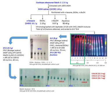 Isolation of glyceroclycolipids from COE