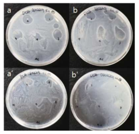 Antibacterial activities of 1 to 0.1% chitosan against Escherichia coli. (a), 1 to 0.6% cricket chitosan, (b) 1 to 0.6% commercial chitosan, (a’) 0.5 to 0.1% cricket chitosan, (b’) 0.5 to 0.1% commercial chitosan in a incubator for 24 h at 36 ± 1 ℃