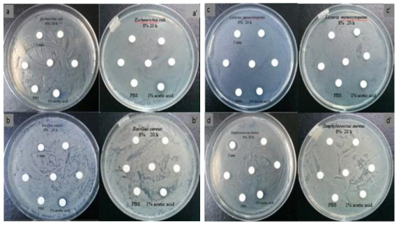 Inhibition zones of 8% chitosan induced from chitin of Mealworm Beetle and commercial chitosan in 1% acetic acid solution after incubated at 35℃ for 24 hours. Each petri dish shows antimicrobial activity against what was inoculated with 0.1 mL 106 CFU/mL bacteria. T. molitor chitosan against Escherichia coli (a) and Bacillus cereus (b), commercial chitosan against Escherichia coli (a′) and Bacillus cereus (b′), Listeria monocytogenes (c) and Staphylococcus aureus (d), commercial chitosan against Listeria monocytogenes (c′) and Staphylococcus aureus (d′)