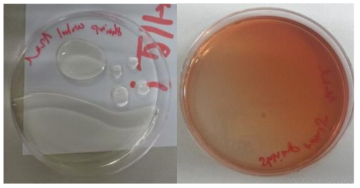 Left : shrimp chitosan film-foming solution; right : shrimp chitosan film-forming solution containing 오미자 extract