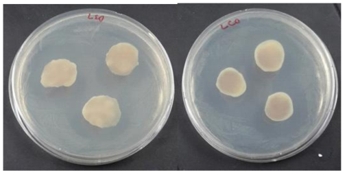 Left to right : L. monocytogenes incubated with shrimp chitosan film infused with S. chinensis fruit extract and with cricket chitosan film infused with S. chinensis fruit extract