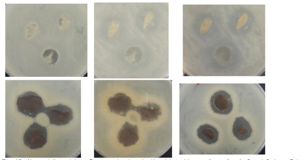 Above, left to righ t: B. cereus incubated with cricket chitosan discs after 1, 6 and 8 days. Below, left to right : B. cereus incubated with shrimp chitosan film infused with S. chinensis fruit extract (after 1 and 8 days) and with cricket chitosan film infused with S. chinensis fruit extract