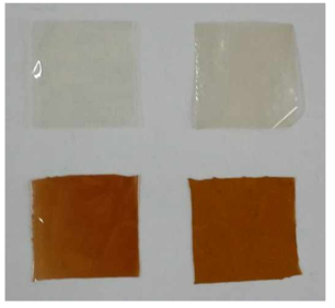 Top, left to right: shrimp chitosan film and cricket chitosan film; bottom, left to right: shrimp chitosan film containing S. chinensis extract, cricket chitosan film containing S. chinensis extract