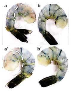Effect of chitosan coating on freshness of Shrimp during storage. (a) Left side of the commercial-chitosan-coated shrimp, (a’) right side of the commercial-chitosan-coated shrimp, (b) left side of the cricket-chitosan-coated shrimp, (b’) right side of the cricket-chitosan-coated shrimp after storage in a safety storage room for 5 days at 25 ± 1 ℃