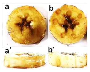 Effect of chitosan coating on freshness of Banana during storage (a) Cross-section view of the commercial-chitosan-coated banana slice, (a’) longitudinal view of the commercial-chitosan-coated banana slice, (b) Cross-section view of the cricket-chitosan-coated banana slice, (b’) longitudinal view of the cricket-chitosan-coated banana slice after storage in a safety storage room for 5 days at 25 ± 1 ℃