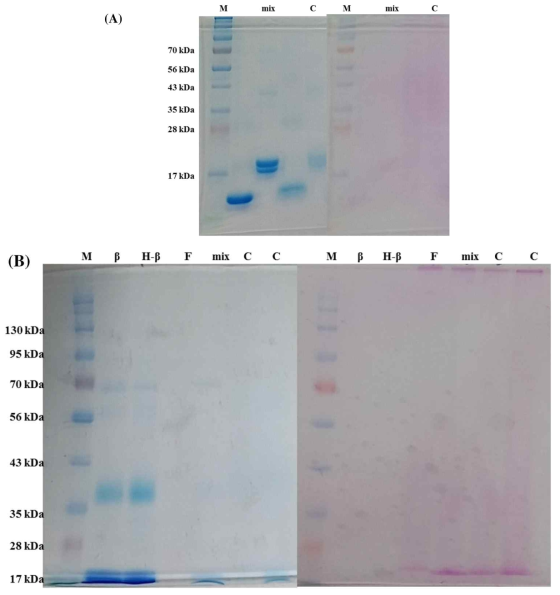 SDS-PAGE patterns of native β-lactoglobulin(β), heated β-lactoglobulin(H-β), fucoidan (F), β -lactoglobulin-fucoidan mixture(mix) and β-lactoglobulin-fucoidan conjugate(C) in the weight ratio 1:3 incubated at 60℃ for 96h. (A) was 4-10% polyacrylamide gradient and (B) was 4-12.5% polyacrylamide gradient