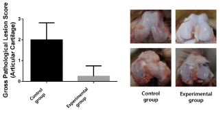 사 후 관절연골 병변의 육안 평가 결과 비교
