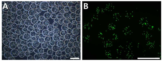 캡슐 줄기세포. (A) 캡슐 줄기세포의 모습으로 줄기세포를 캡슐화 한 후에도 비드 크기의 변화가 없음. (B) 캡슐화 후에 세포의 viability가 유지되는 것을 볼 수 있음