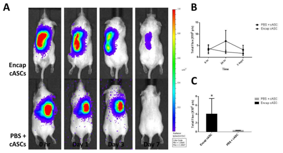 HEK-293 (Luc-2) 세포를 생체 내 이식 후 BLI를 통해 캡슐 줄기세포가 대조군에 비해 생체 내 더 오래 잔존하는 것을 확인하였음