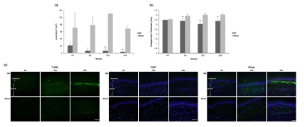 당뇨성 신경병증 쥐 발바닥 병변의 글루타티온 변화, 두께 변화 및 apoptosis 양상