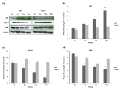 발바닥 피부조직의 MIF, GLO-I, IENF의 단백질 발현 변화 양상 (Western blot)