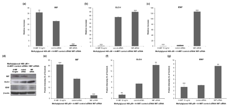 고혈당 환경 피부세포에서 MIF siRNA 활용한 GLO-I과 IENF 변화 조사 (PCR, Western blot)