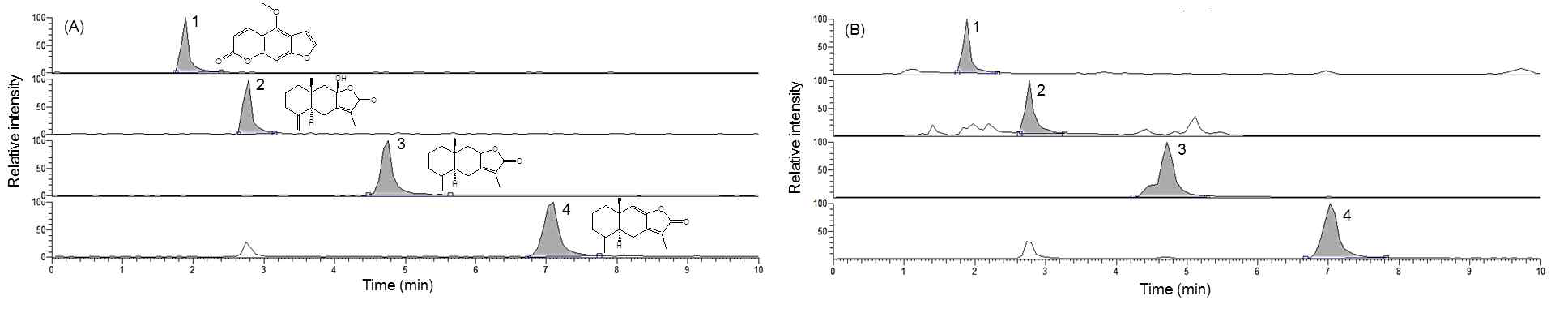 Extracted ion chromatogram of the three marker compounds and the IS in standard mixture (A) and the methanol extract of A. japonica samples (B) in the positive ion mode. 1, bergapten; 2, atractylenolide III; 3, atractylenolide II; and 4, atractylenolide I
