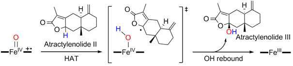 Proposed reaction mechanism adapted from catalytic cycle of cytochrome P450 for C-H bond activation reaction