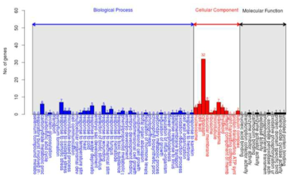 DEGs를 이용한 GO 분석 중 up-regulated 유전자 (X15-1 0주 vs X15-4 0주)