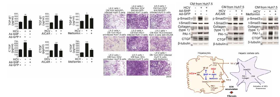 HCV가 감염된 hepatocyte은 사이토카인을 증가시켜 stellate cell (LX-2)을 활성화하여 섬유화를 증가시킴을 ELISA, invasion assay, western blot analysis를 통해 확인함