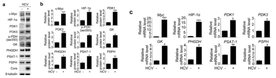 HCV가 감염된 간세포에서 glycolysi와 serine biosynthesis에 관련된 enzyme이 증가함을 westerm blot, real time RT-PCR을 통해 확인함