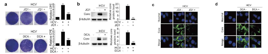 c-Myc와 PDK의 억제약물은 HCV가 감염된 간세포에서 HCV의 복제를 억제시킴을 plaque assay와 western blot analysis, immunofluorescence 염색을 통해 확인함