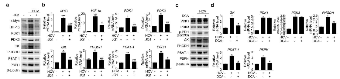 c-Myc와 PDK의 억제제의 HCV가 감염된 간세포에서 glycolysis와 serine biosynthesis의 억제효과를 westerm blot, real time RT-PCR을 통해 확인함