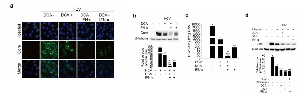 DCA는 INF-α나 ribavirin의 HCV replication 억제효과를 더 증가시킴을 western blot analysis와 immunofluorescence염색을 통해 확인함