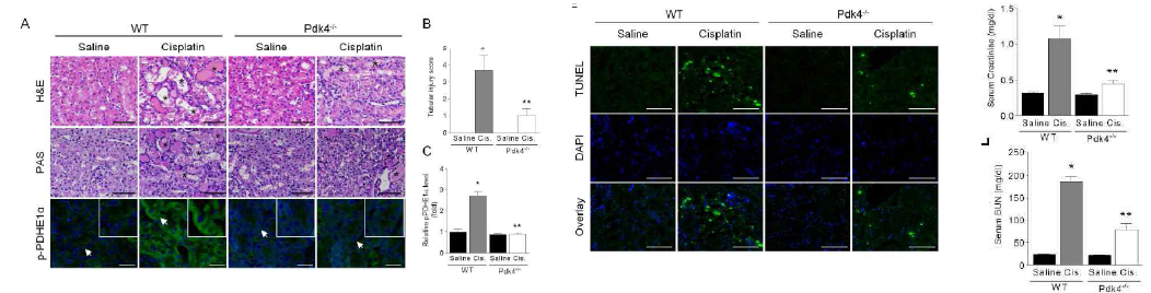 PDK결핍마우스에서 cisplatin에 의한 신손상에 적음을 확인함