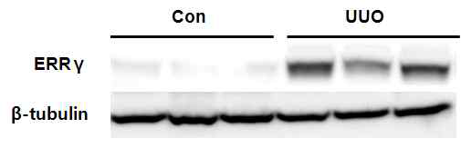 UUO에 의해서 신장조직에서ERR gamma의 증가를 western blot analysis를 통해 확인함