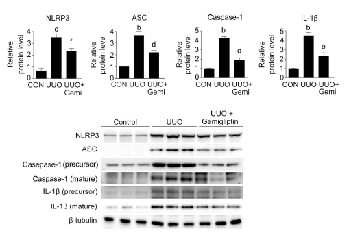 UUO유발 신장 섬유화 동물 모델의 inflammasome의존적 사이토카인의 변화관찰