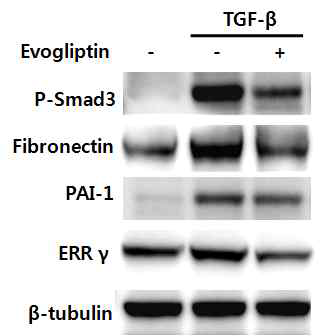 Evogliptin의 신섬유화 감소효과와 ERR gamma억제효과를 확인함
