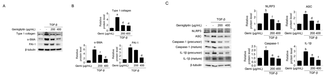 Gemigliptin의 신섬유화와 inflammasome의 억제효과를 확인함