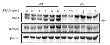 LPS 자극에 의한 PAK4의 발현