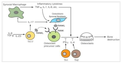 류마티스관절염에서 파골세포의 활성화와 골파괴 기전