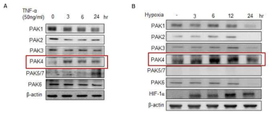 자극에 의한 PAK family의 발현 양상