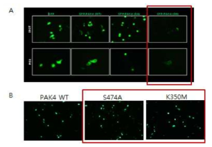 PAK4 adenovirus 제작