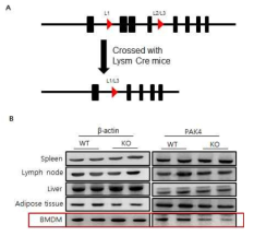 Myeloid 특이적 PAK4 결핍 마우스 제작