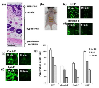 단백질의 경피투과도 실험과 Sor-G8과 Arg8의 투과도 비교 실험. (a) 쥐의 피부 단면도 (scale bar: 100 μm), (b) Sor-G8 또는 Arg8으로 이루어진 이온결합체 용액을 쥐의 배 피부 위에 투여됨, (c-f) GFP, albumin-FITC, ConA-FITC, IgG-FITC가 각각 Sor-G8과 이온 complex를 이룬 후 쥐 피부의 깊이별 형광이미지를 two photon 현미경으로 관찰함, (g) 각 이온 complex와 control의 경피 투과 깊이 비교 표