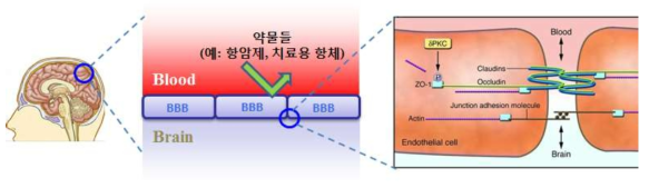 혈뇌장벽(BBB)의 존재로 인한 약물전달의 어려움