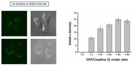 크레아틴/GFP complex의 세포내 공초점형광현미경 이미지와 GFP/크레아틴의 몰농도에 따른 세포내 형광의 상대적인 세기 비교