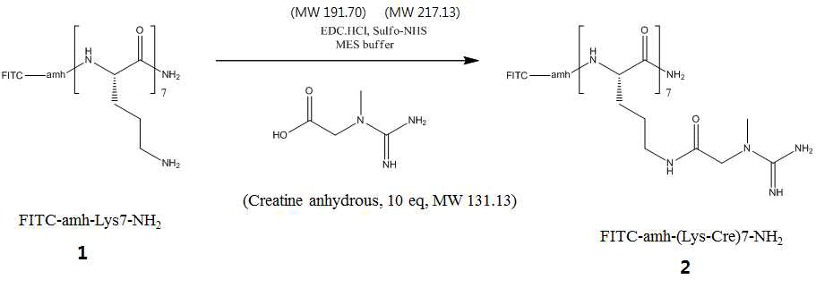 크레아틴과 peptide의 lysine과의 수용액상 EDC coupling