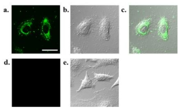 분자수송체-이부프로펜 결합체의 세포막 투과 실험, 세포의 공초점현미경 사진들, (a) 형광이미지,(b) DIC 이미지, (c) a,b사진의 합, (d, e) control물질의 형광 및 DIC 이미지