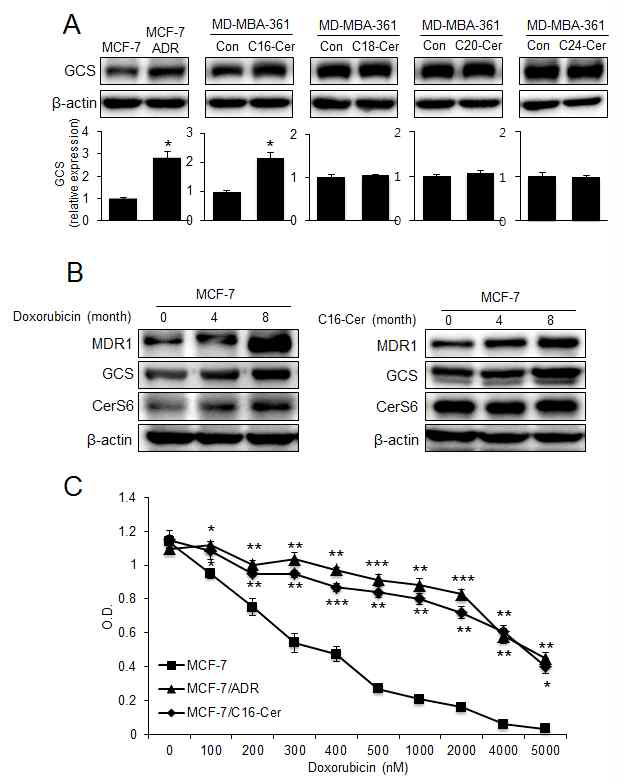 CerS6에 의하여 GCS, MDR1의 발현이 증가함. (A) 독소루비신 저항 MCF-7 세포 (MCF-7 ADR)에서 GCS 발현이 증가함. (B) 독소루비신 처리 또는 C16-ceramide의 장기 처리는 GCS 및 MDR1을 증가시킴. (C) 독소루비신 처리 또는 C16-ceramide의 장기 처리는 약물에 대한 저항성을 증가시킴