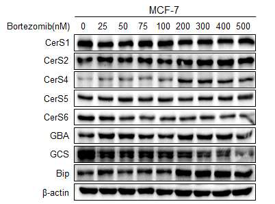 Bortezomib 농도에 따른 세라마이드 합성 효소 (CerS), GCS(glucosylceramide synthase), GBA(glucocerebrosidase) 및 ER stress marker인 bip의 발현 변화