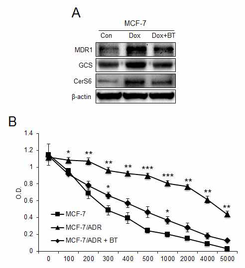 Bortezomib의 독소루비신 내성 억제 효과 (A) Bortezomib의 처리는 CerS6의 발현 감소로 GCS와 MDR1을 감소시킴. (B) Bortezomib의 처리는 내성을 억제함