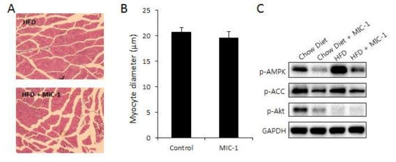 MIC-1을 복강주사한 쥐의 근육에서 신호전달 기전 (A) 근육세포(myocyte)의 H&E staining과 (B) 근육 세포의 크기. (C) MIC-1을 찌른 쥐의 근육에서 신호전달 기전