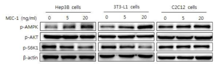 MIC-1의 AMPK 활성화. 간세포 (Hep3B cell), 지방세포(3T3-L1 cell)에서 MIC-1을 처리하면 AMPK의 활성화 및 S6 kinase의 인산화 억제가 나타나지만, 근육세포(C2C12 cell)에서는 해당기전의 활성이 적게 일어남