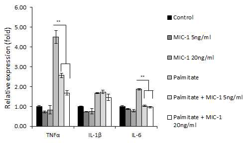 MIC-1이 palmitate로 유도된 염증을 감소시킴