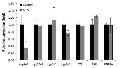 MIC-1 복강주사한 쥐의 간에서 담즙생산 관련 효소의 발현 변화