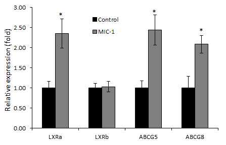 MIC-1를 복강주사한 쥐의 간에서 담즙으로 콜레스테롤 분비 관련 단백질의 발현량