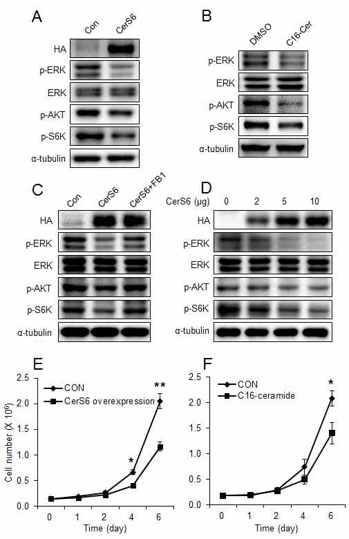 C16 길이의 세라마이드의 ERK, Akt, S6 kinase의 인산화 억제효과. (A) CerS6의 과발현 또는 (B) C16-ceramide 처리에 의한 ERK, Akt, S6 kinase의 인산화 억제효과. (C) CerS6의 과발현에 의한 ERK, Akt, S6 kinase의 인산화 억제효과는 fumonisin B1(CerS inhibitor)에 의하여 억제됨. (D) CerS6의 과발현 정도에 따라 ERK, Akt, S6 kinase의 인산화 억제효과가 증가함. (E, F) CerS6의 과발현 또는 C16-ceramide 처리에 의한 세포 성장 억제